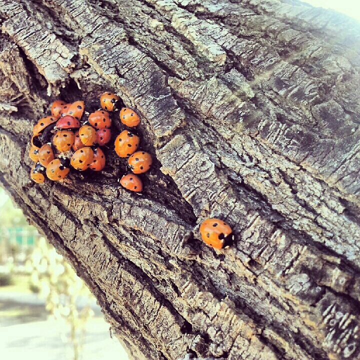 Ciò che piace alla massa.